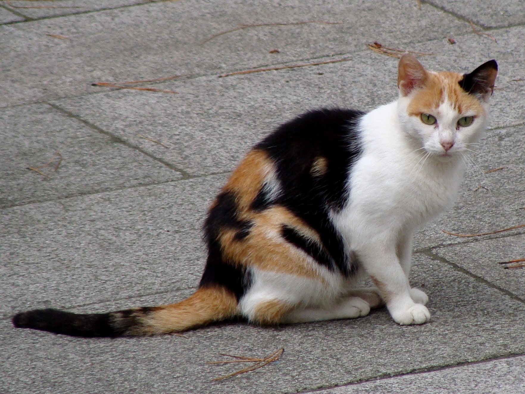 Известно что трехшерстные кошки всегда самки. Порода Калико. Кошка породы Калико. Трехцветные кошки Калико. Эгейская черепаховая кошка.