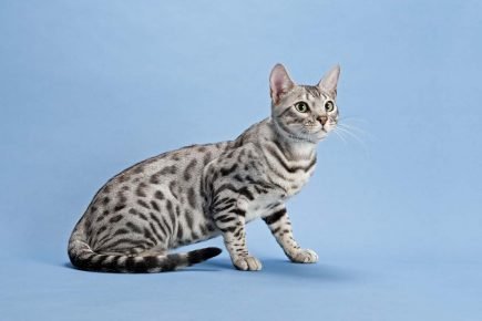 Порода серой кошки с длинными лапами thumbnail
