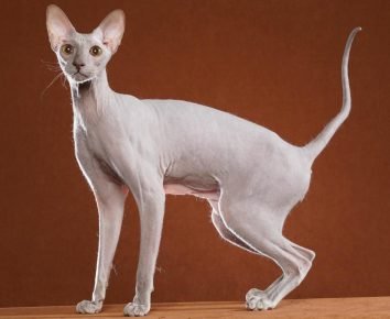 Порода кошек у которых задние лапы длиннее передних thumbnail