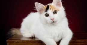 Турецкий ван кошка