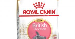 Royal Canin british shorthair kitten