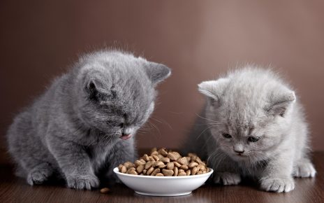 Чем кормить британских кошек в домашних условиях