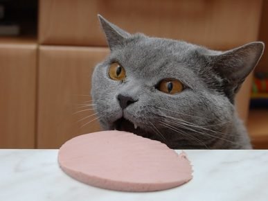Кот и большой кусок колбасы