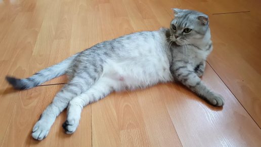 Беременная кошка лежит на полу