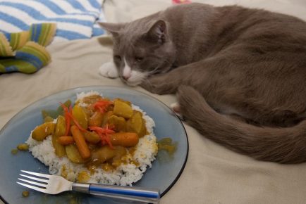 Отказ кошки от еды