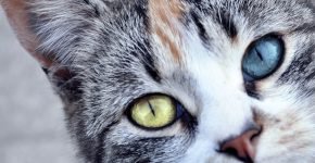 Кошка с разными глазами