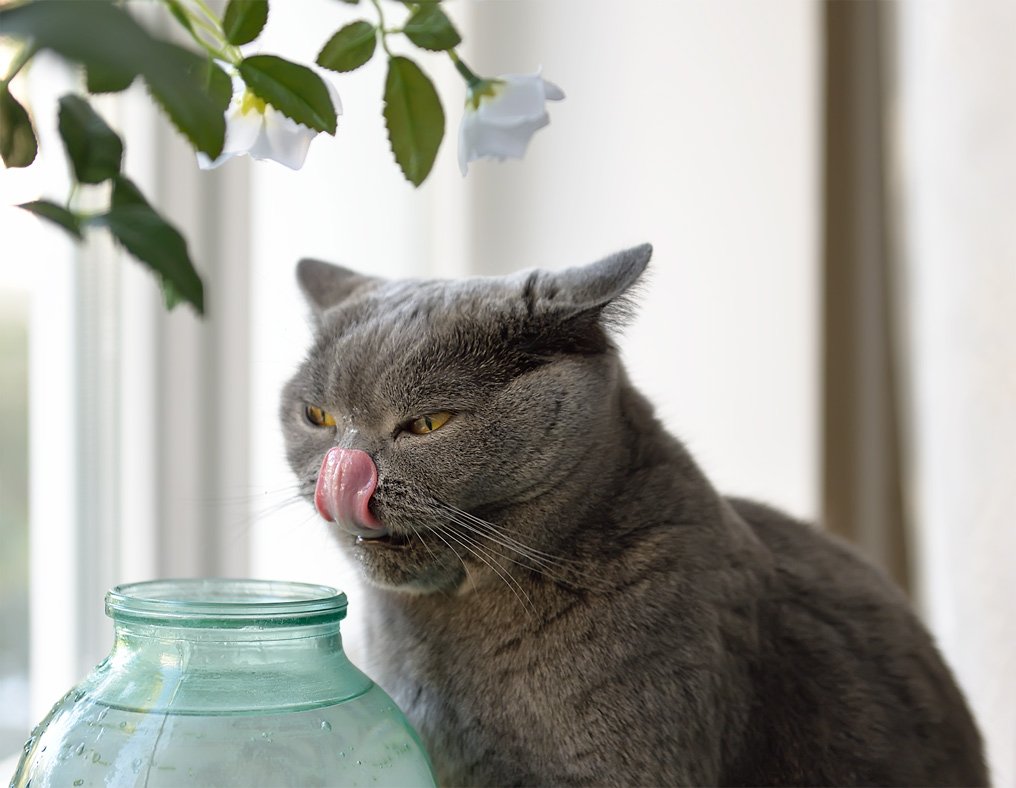 Кот пьет компот. Кот пьет из баночки. Кот пьет из поилки. Котики пьют из поилки.