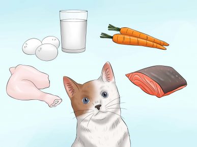 Правила питания кота