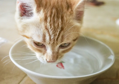 Кот и вода