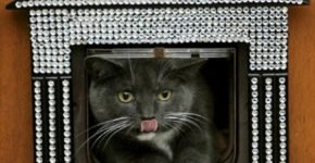 Необыкновенный вариант отделки кошачьей дверцы