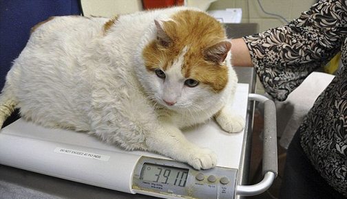 белый с рыжими пятнами на голове короткошёрстный кот лежит на металлических весах и на табло видно цифры «39.10»