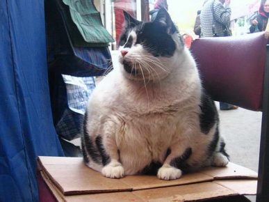 толстая чёрно-белая короткошёрстная кошка сидит на стуле с подстилкой из картона у роллета с джинсами