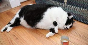 большой чёрно-белый кот лежит на столе и смотрит на пустую консервную банку