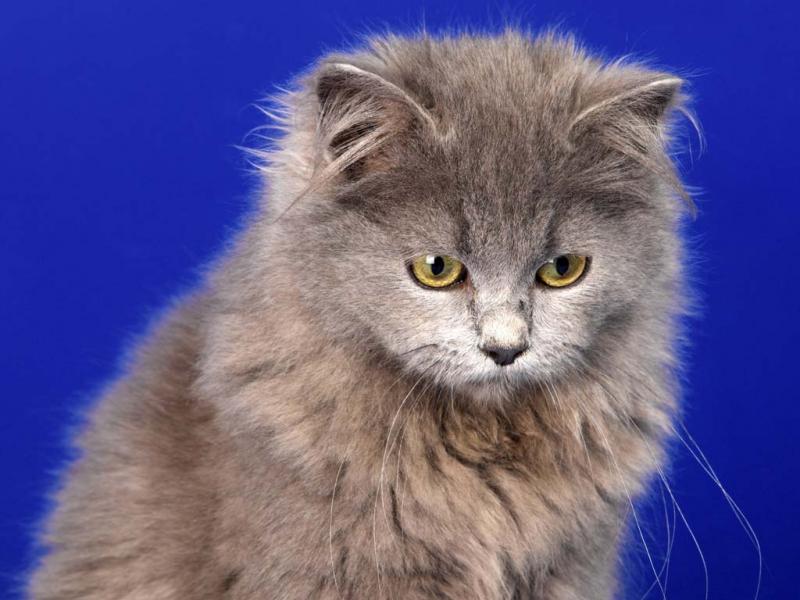 Сколько лет живут кошки в домашних условиях и от чего зависит продолжительность жизни?