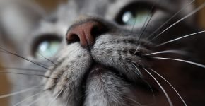 Усы любопытной кошки