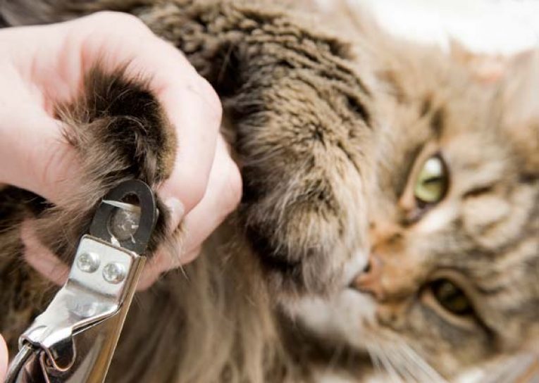 Se le pueden quitar las uñas a los gatos