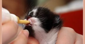 Котёнка кормят из соски
