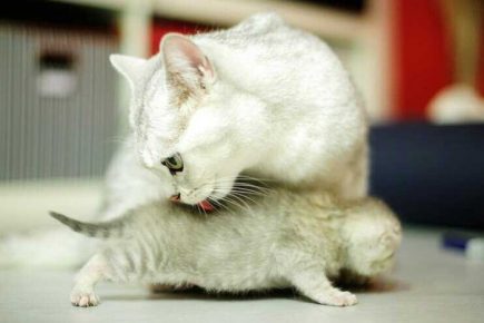 Кошка вылизывает котёнка