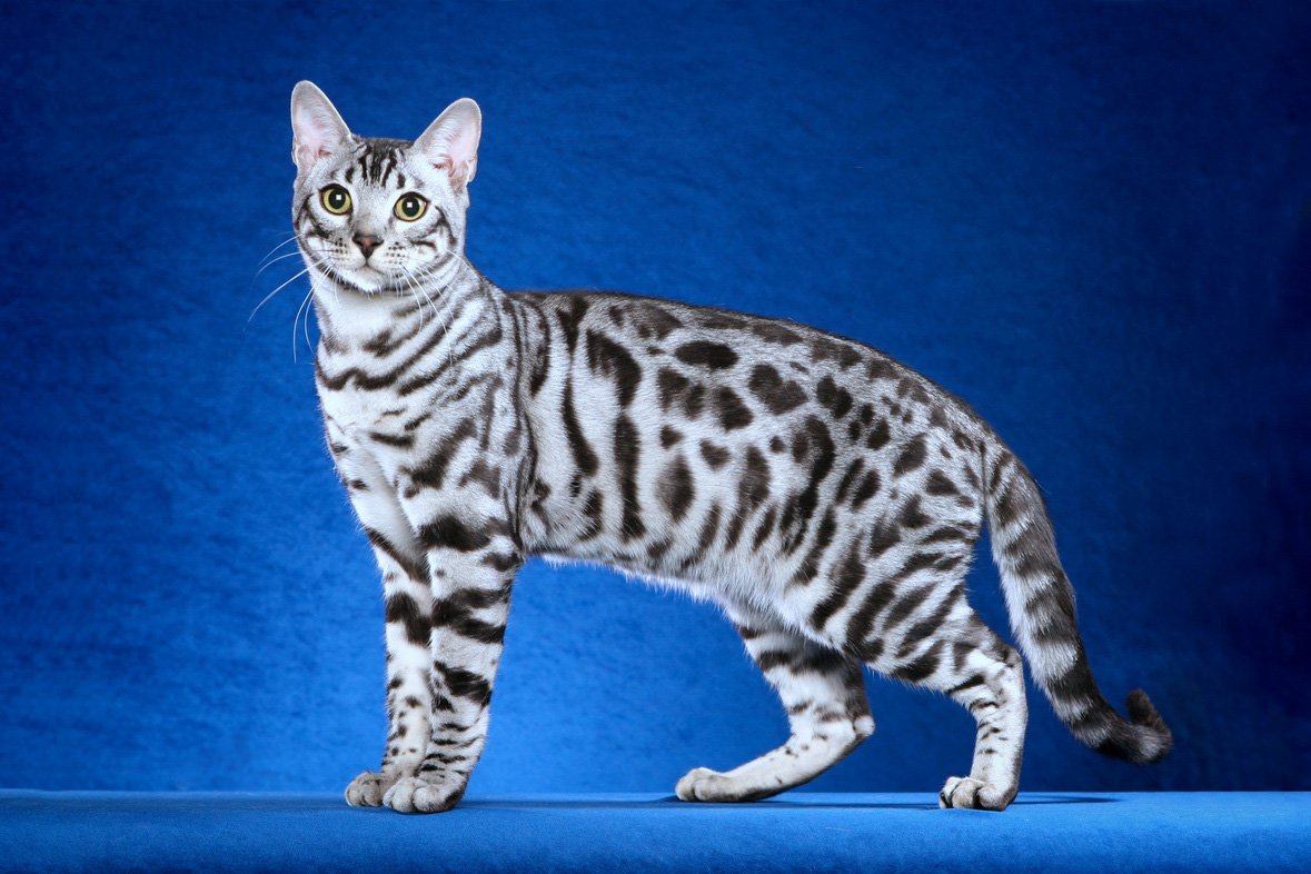 Бенгальская порода характер. Бенгальская кошка. Серебристый мраморный бенгал. Кошки бенгальской породы. Бенгальская короткошерстная кошка.