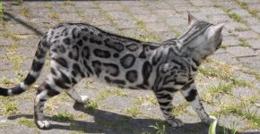 Окрас Silver Tabby Rosettes