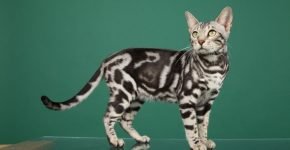 Окрас Silver Tabby Marble