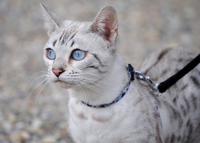 Бенгальская кошка с голубыми глазами