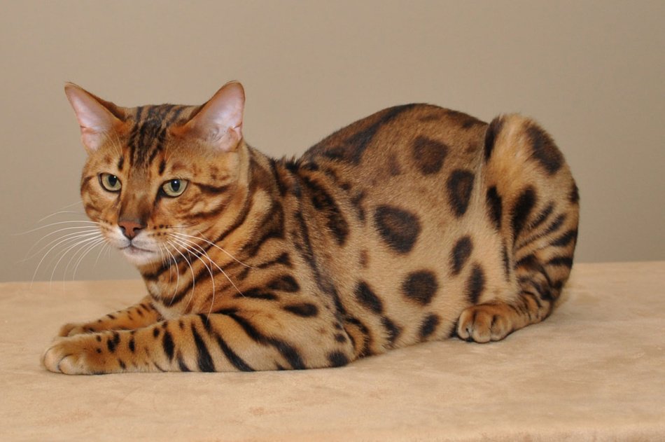 Бенгальская кошка: характер, описание породы и отзывы владельцев