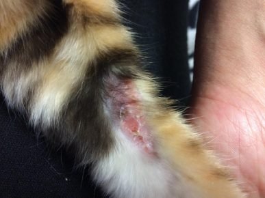 Аллергия у бенгальской кошки