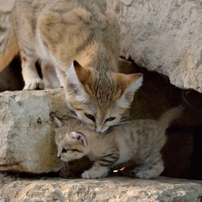 Барханный кот с котёнком