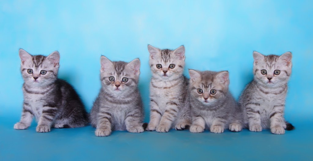 Британские Кошки Фото Прямоухие Серые