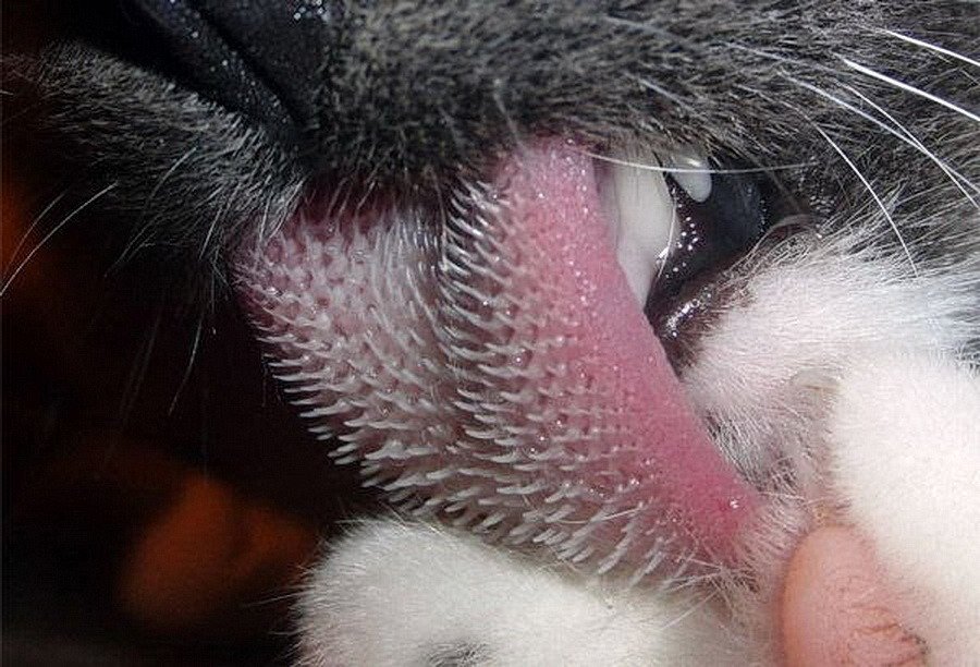 Кошка нос и рот. Кошачий язык.