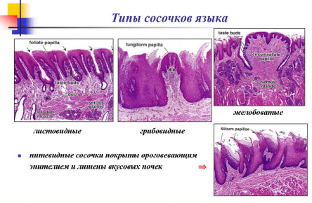 Типы сосочков языка