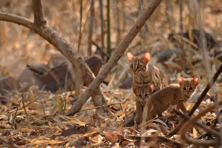 Ржавая кошка с двумя детёнышами в сухом лесу