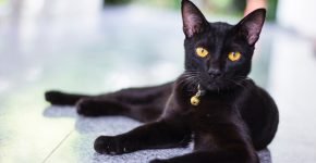 Чёрная кошка лежит