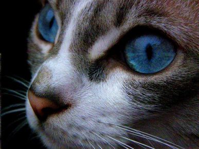 Голубые глаза кошки