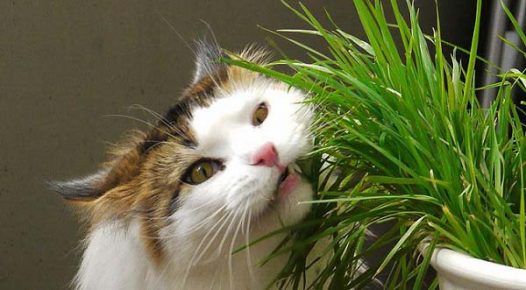 Кошка жуёт траву
