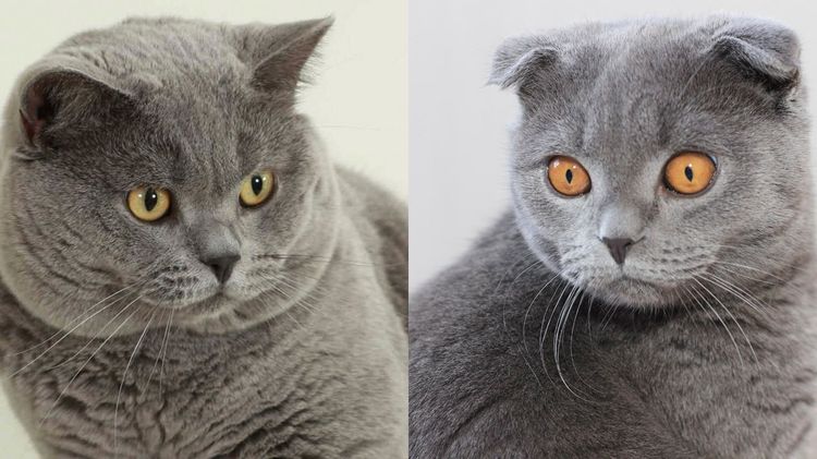 Как назвать кошек и котов британской породы: клички для мальчиков и девочек  - британцев