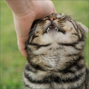Рука человека гладит кошку