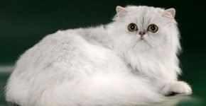 Персидская кошка шиншилла