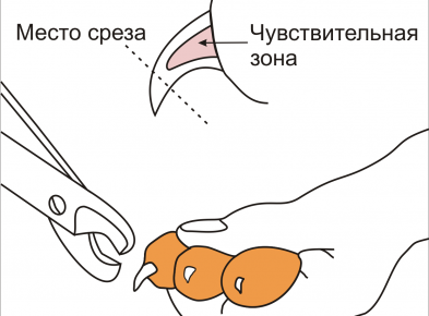 Стрижка когтей