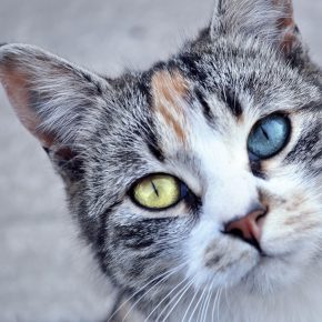 Кошка с гетерохромией
