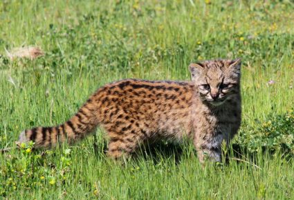 Чилийская кошка на лугу