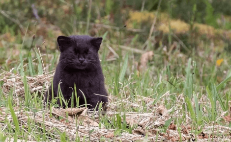 Чёрная чилийская кошка