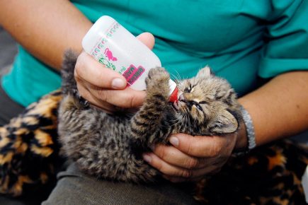 Чилийский котёнок пьёт молоко