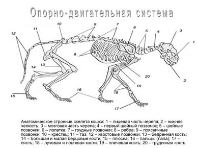 Опорно-двигательная система кошки