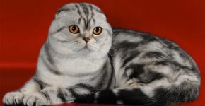 Шотландская вислоухая кошка мраморного окраса