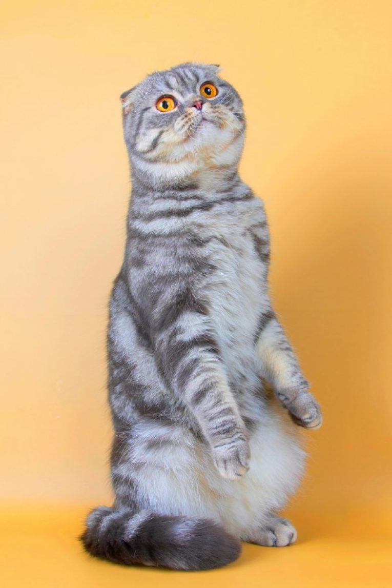 Шотландская вислоухая кошка как выглядит фото