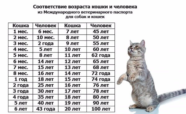 Сколько лет живут британские кошки: от чего зависит ее продолжительность  для британцев в домашних условиях