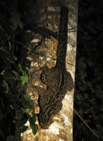 Мраморная кошка держится за ствол дерева вниз головой