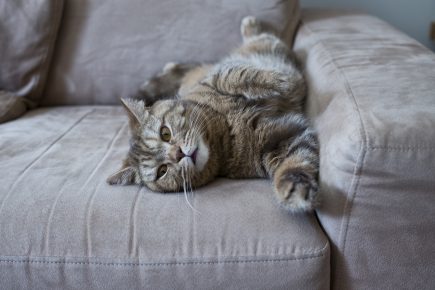 Британский кот лежит на диване